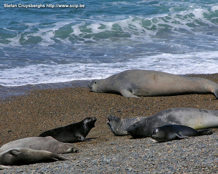 Peninsula Valdes - Sea elephants The coastline of Peninsula Valdes is inhabited by marine mammals, like sea lions and elephant seals. Inner part of the peninsula is inhabited by ñandúes, guanacos and maras. Stefan Cruysberghs